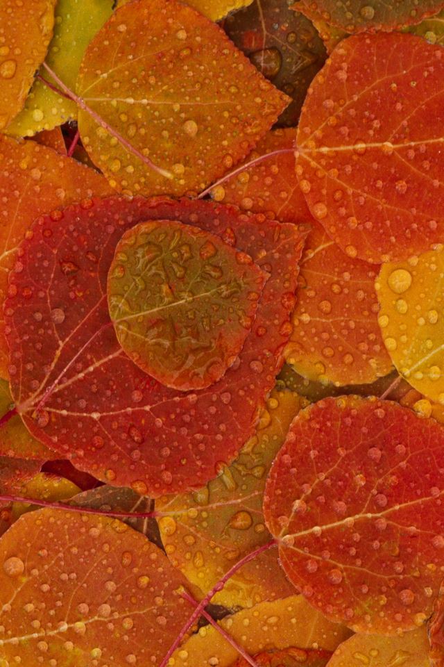 640x960 Orange Leaves - nature iPhone 4s Wallpaper