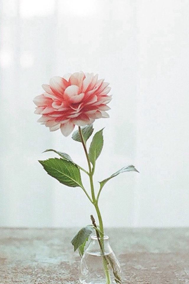 640x960 Nature Pure Elegant Flower Vase Indoors Curtains Decorations -  iPhone 4s Wallpaper