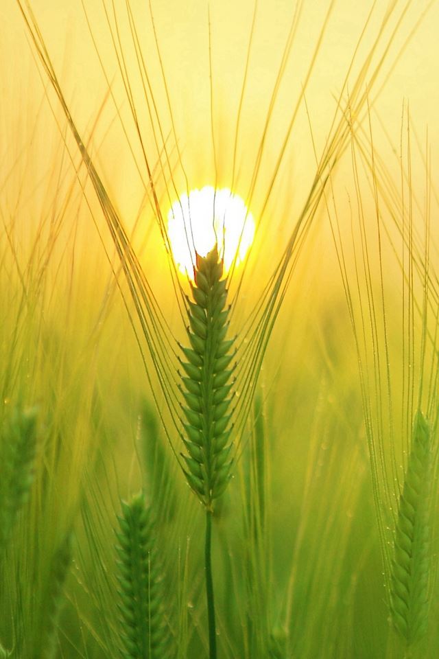 640x960 Sunny Barley Field Sun - pure iPhone 4s Wallpaper