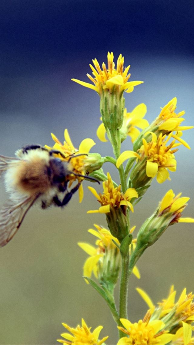 640x960 Bumble Bee Flower Insect Blur - insect iPhone 4s Wallpaper