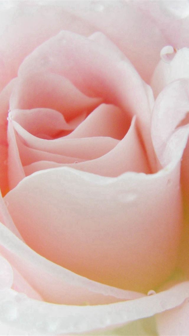 640x960 Pure Pink Dew Rose Macro - dew iPhone 4s Wallpaper
