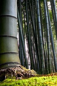 Bamboo Forest wallpaper