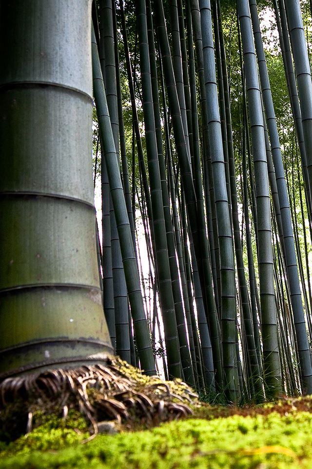 640x960 Bamboo Forest - wild iPhone 4s Wallpaper