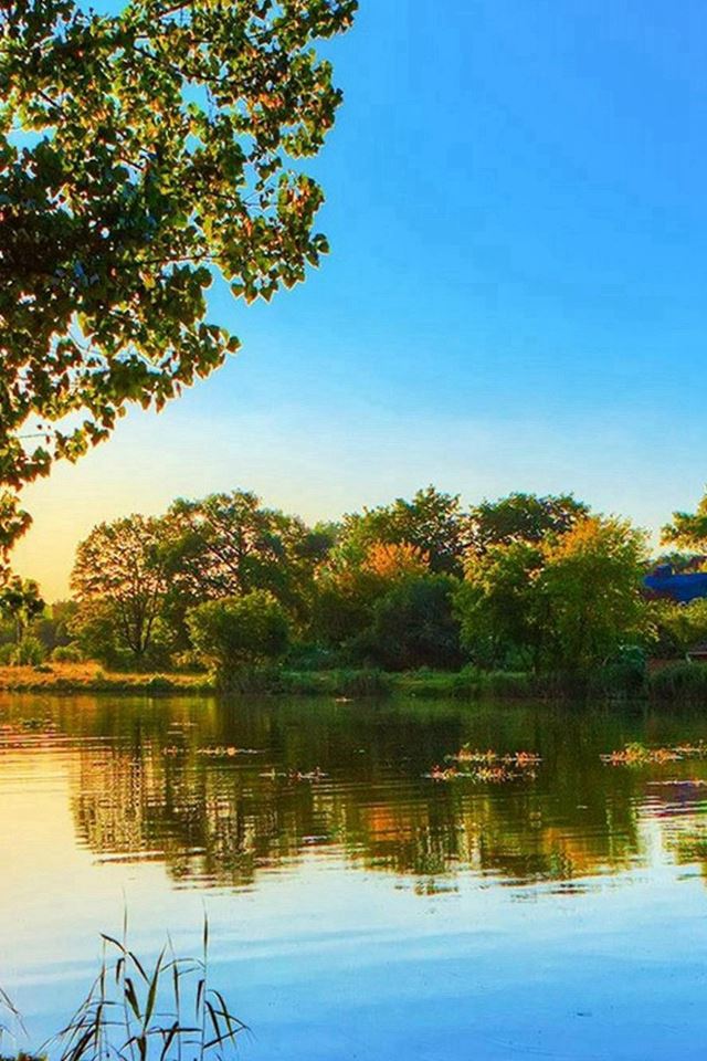 640x960 Country At The Lakeside Scenery - trees iPhone 4s Wallpaper