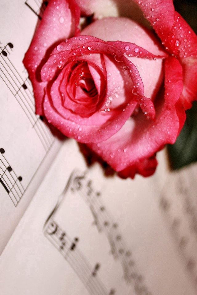 640x960 Dew Red Rose Lying Music Score - pure iPhone 4s Wallpaper