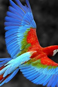 Brazil Parrot Colorful Feather wallpaper