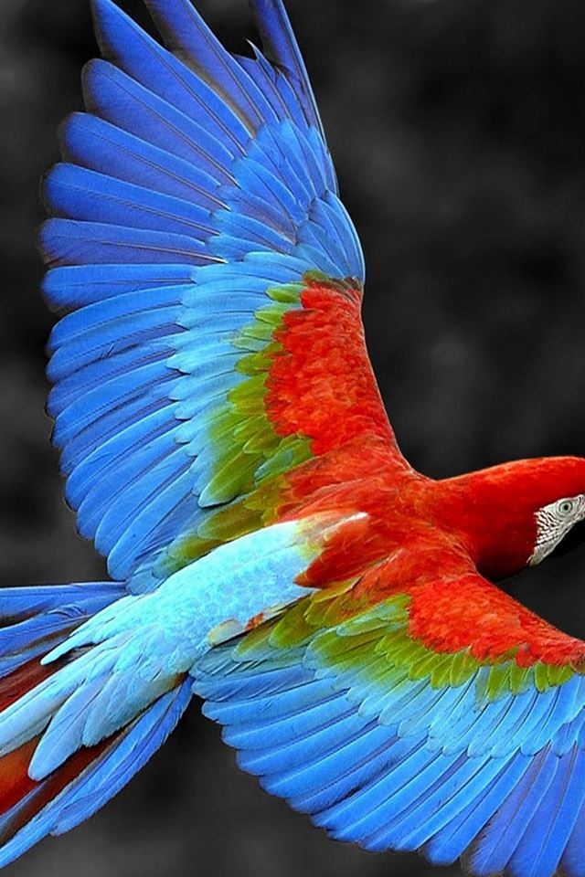 640x960 Brazil Parrot Colorful Feather - bird iPhone 4s Wallpaper