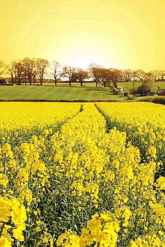 640x960 Golden Canola Flowers -  iPhone 4s Wallpaper