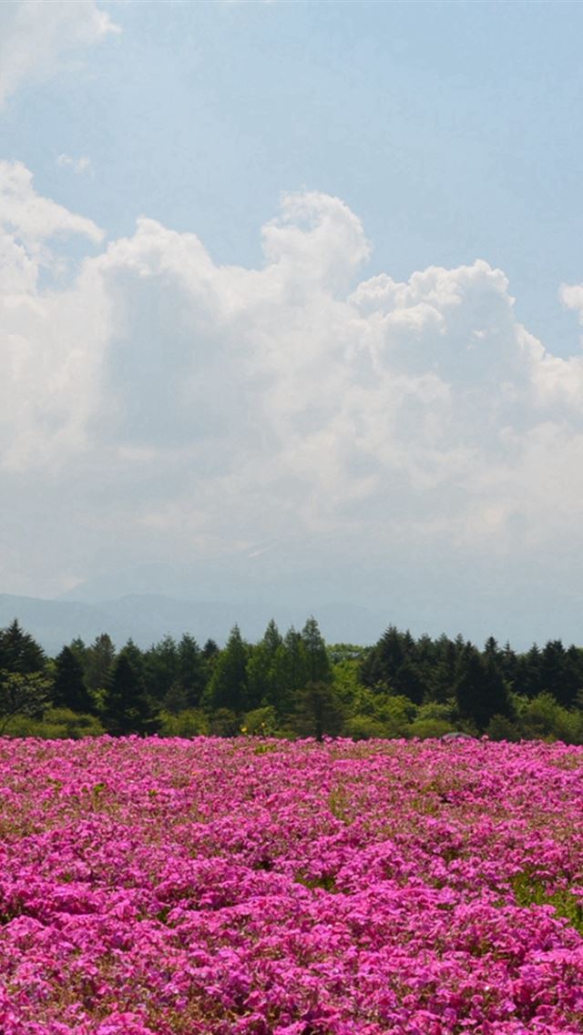 640x960 Field Flowers Pink Summer -  iPhone 4s Wallpaper