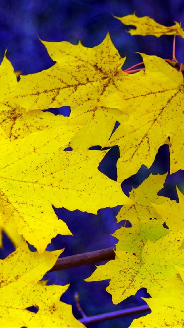 640x960 Maple Leaves Fall Fallen Yellow - branch iPhone 4s Wallpaper