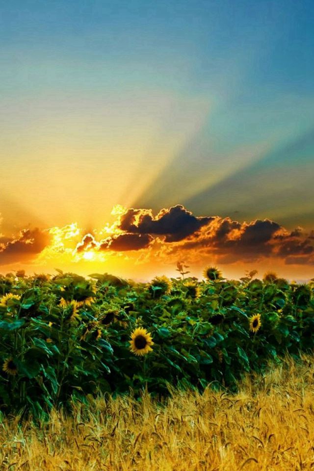 640x960 Natural Scenery Sunflowers - natural iPhone 4s Wallpaper