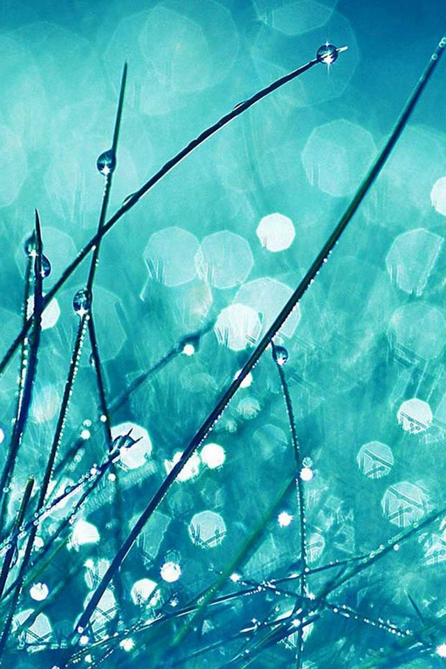 640x960 Grass Dew Flower Nature - droplet iPhone 4s Wallpaper
