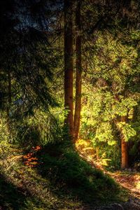 Green Forest wallpaper