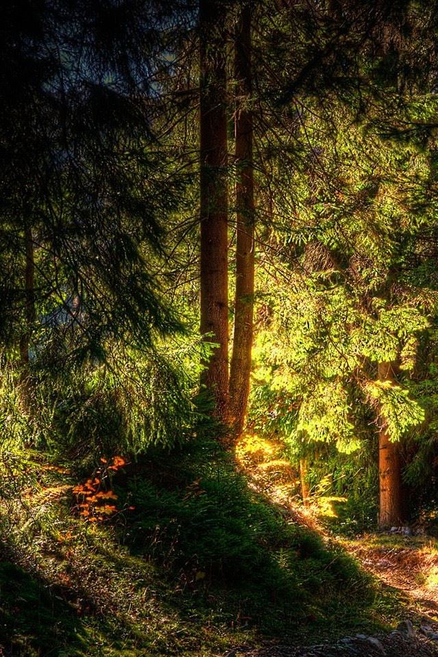 640x960 Green Forest - forest iPhone 4s Wallpaper