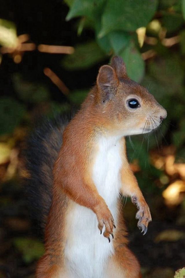 640x960 Wild Squirrel Lovely Watching - cute iPhone 4s Wallpaper