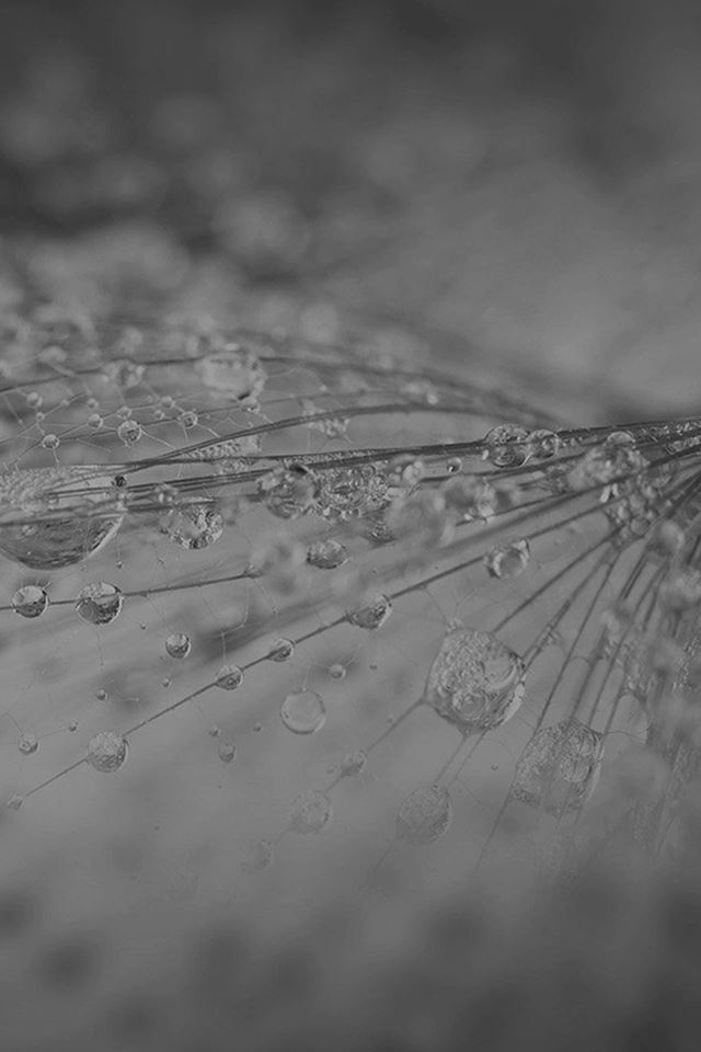 640x960 Nature Rain Drop Flower Dark Bw Pattern - plant iPhone 4s Wallpaper