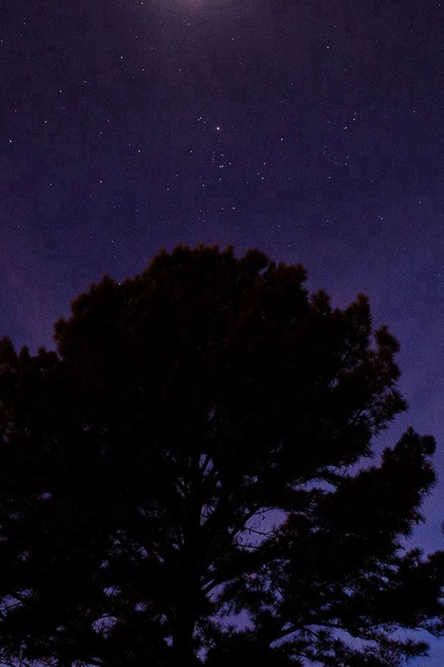 640x960 One Star Shine Night Dark Blue Sky Wood - tree iPhone 4s Wallpaper