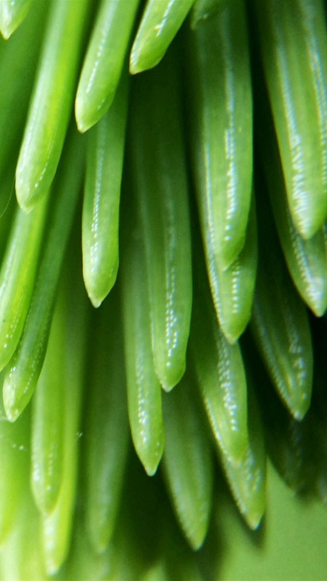 640x960 Plant Branch Close Up Blurred - plant iPhone 4s Wallpaper