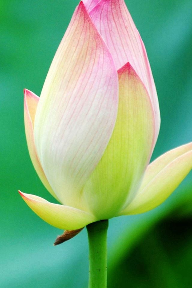 640x960 Pure Beautiful Lotus Flower Bud Macro Bokeh - pure iPhone 4s Wallpaper