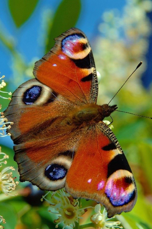 640x960 Butterfly Closeup - nature iPhone 4s Wallpaper