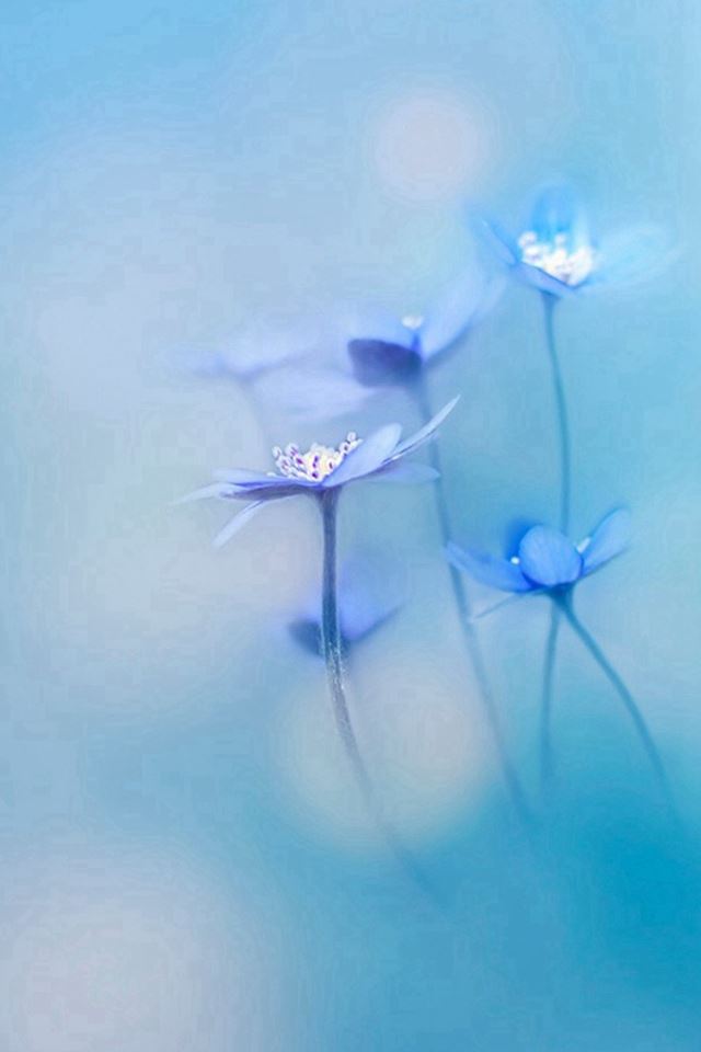 640x960 Simple Little Flowers Bokeh Blury  - close up iPhone 4s Wallpaper