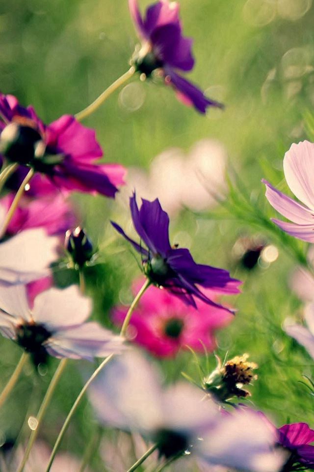 640x960 Some Beautiful Galsang Flower - beauty iPhone 4s Wallpaper