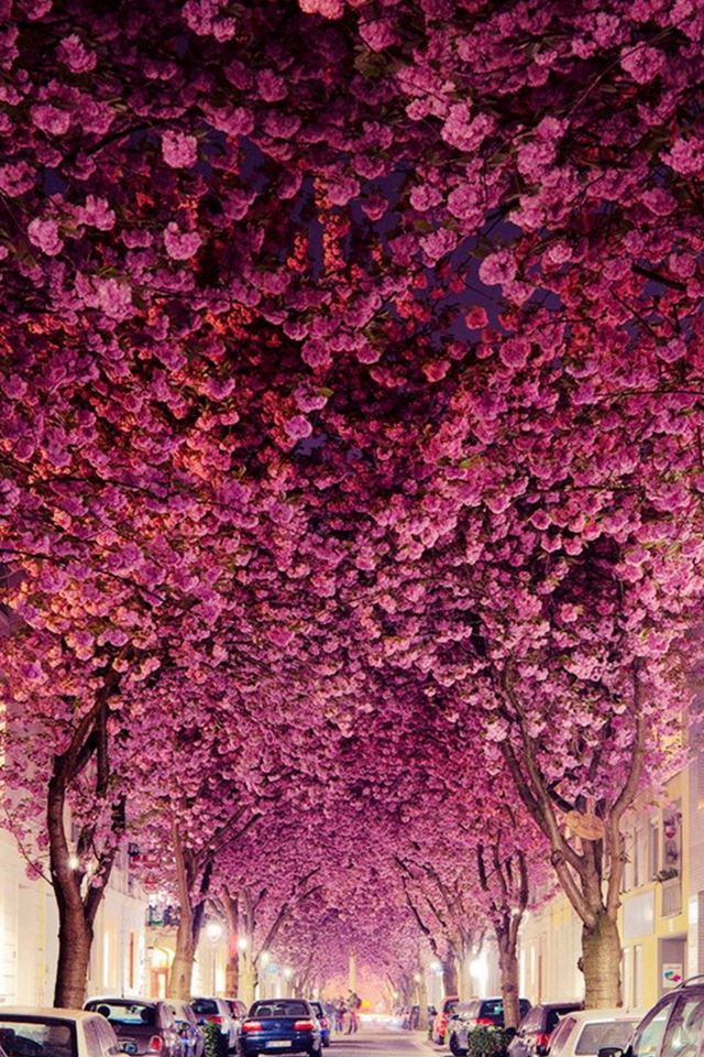 Flowers Branch Grove Car Parking Road iPhone 4s wallpaper 