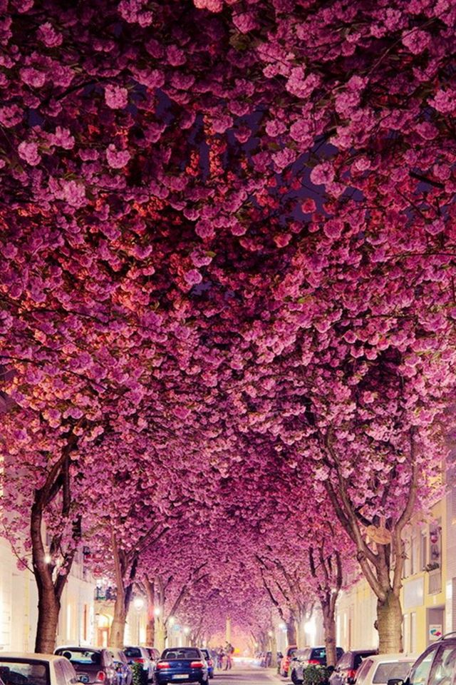640x960 Flowers Branch Grove Car Parking Road - branch iPhone 4s Wallpaper
