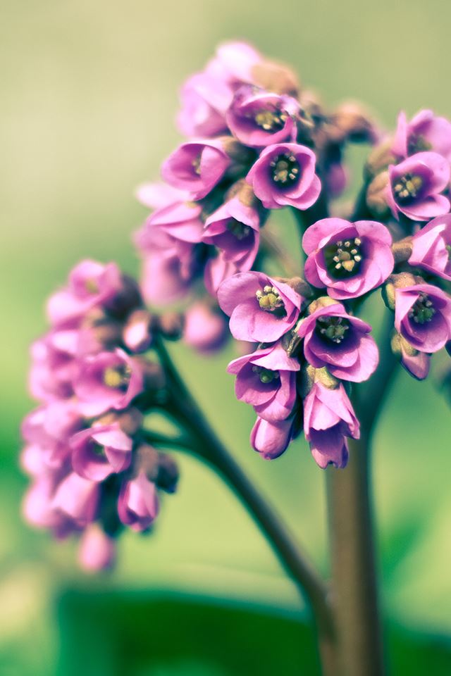 640x960 Purple Flowers - flowers iPhone 4s Wallpaper