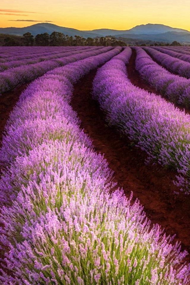 640x960 Lavender Farming Land Wonderful Fariy - fairy iPhone 4s Wallpaper