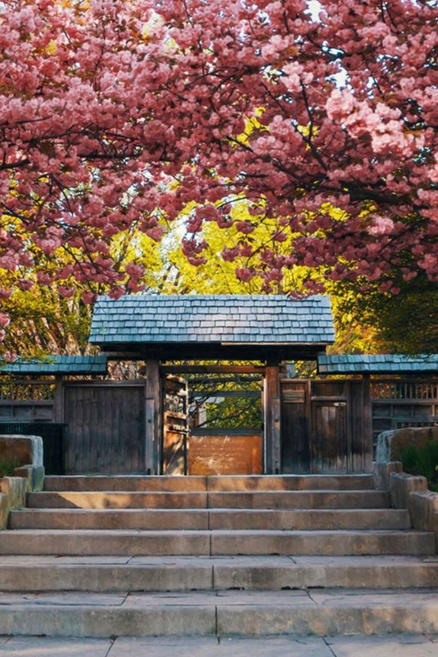 640x960 Log Cabin Door Nature Flower Branch - branch iPhone 4s Wallpaper