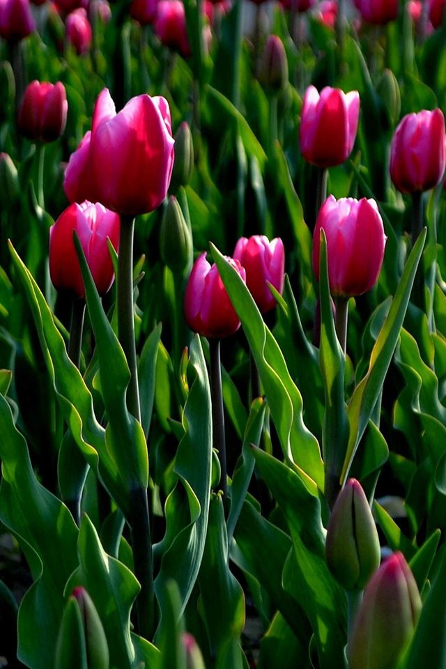 640x960 Nature Wild Tulips Garden Field - plant iPhone 4s Wallpaper