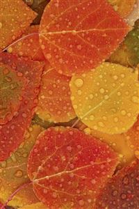 Autumn Leaves wallpaper