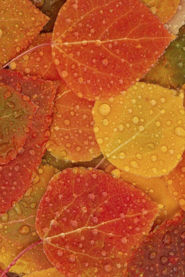 640x960 Autumn Leaves - droplets iPhone 4s Wallpaper
