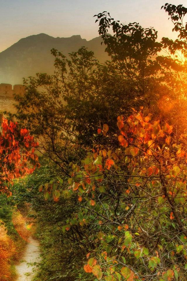 640x960 Natural Sunrise Fantastic View - tree iPhone 4s Wallpaper
