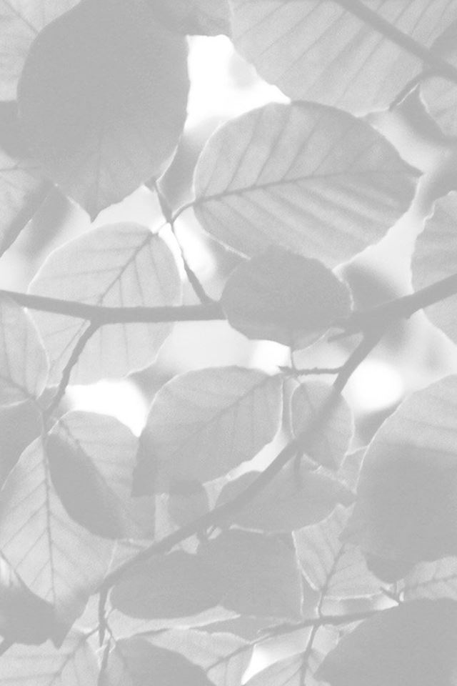 640x960 Tree Blossom Nature Leaf Green White Bw -  iPhone 4s Wallpaper