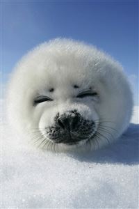Cute Seal wallpaper