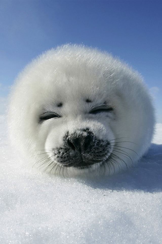 640x960 Cute Seal - white iPhone 4s Wallpaper