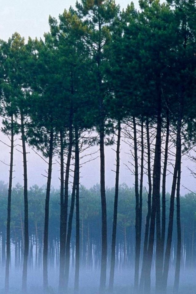 640x960 Nature Misty Grove Trees Scenery -  iPhone 4s Wallpaper