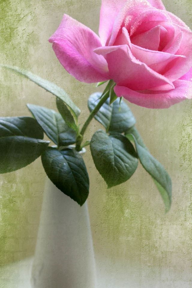 Elegant Pink Rose Vase Ikebana Art iPhone 4s wallpaper 