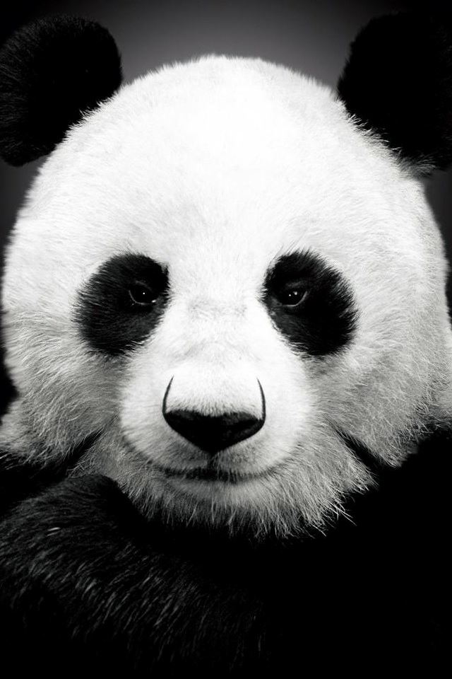 Panda Bear iPhone 4s wallpaper 