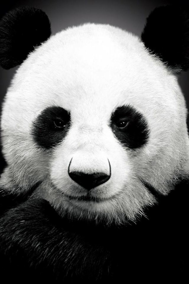 640x960 Panda Bear - cute iPhone 4s Wallpaper