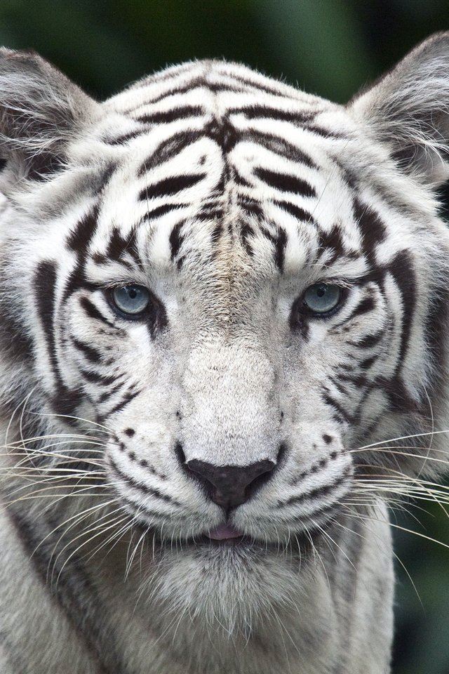 White Tiger iPhone 4s Wallpapers Free Download