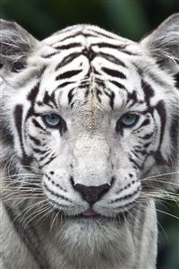 White Tiger wallpaper