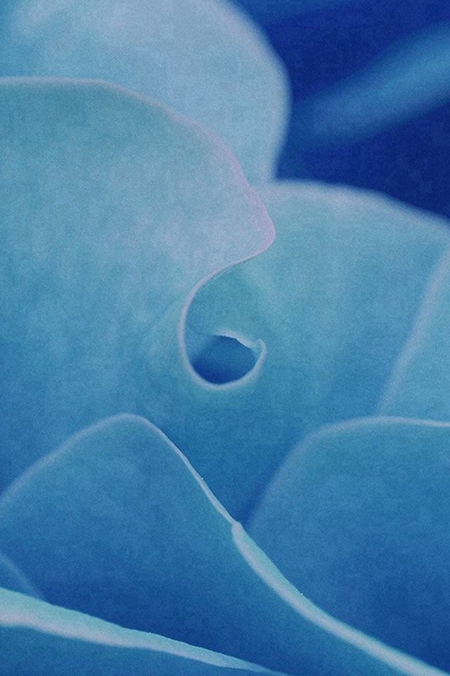 640x960 Rose Flower Leaf Blue - flower iPhone 4s Wallpaper