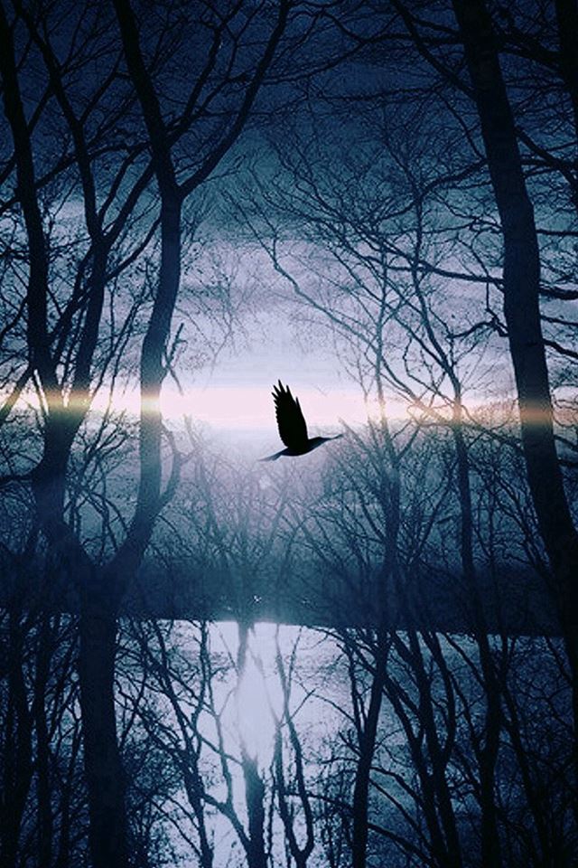 Wood Night Dark Nature Bird Fly Lake iPhone 4s wallpaper 