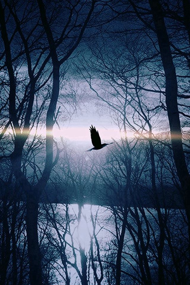 640x960 Wood Night Dark Nature Bird Fly Lake - bird iPhone 4s Wallpaper