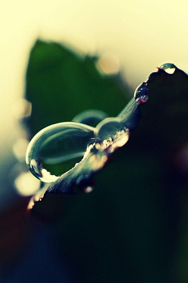 640x960 Water Drop - dew iPhone 4s Wallpaper