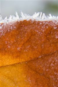 Frosty Leaf wallpaper