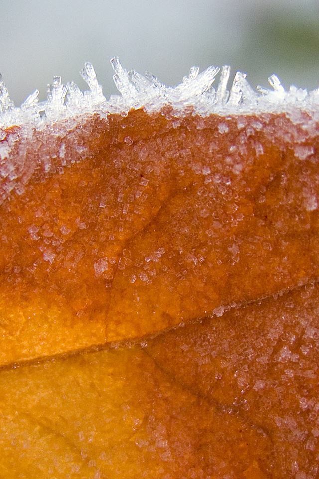 640x960 Frosty Leaf - ice iPhone 4s Wallpaper
